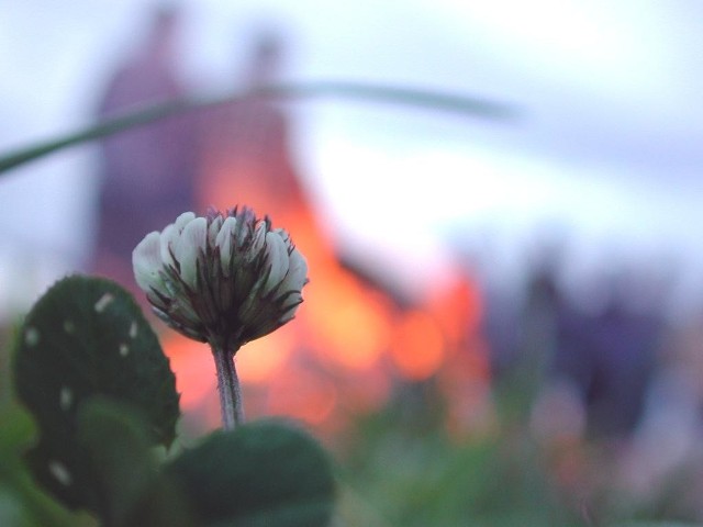 Jest taka jedna, szczególna noc w roku, kiedy polana kolo jazu na kozielskiej wyspie staje sie miejscem pelnym magii. To sobótka, która wypada w najkrótszą noc w roku. W związku z tym w minioną sobote mieszkancy Kedzierzyna-KoLla licznie stawili sie na wyspie, by wspólnie odprawic świetojanskie obrzedy.  Choc podobno jeszcze nikt nie znalazl czarodziejskiego kwiatu, nie zniechecalo to nikogo, by na wlasną reke poszukac szcześcia....  (fot. Piotr Król)