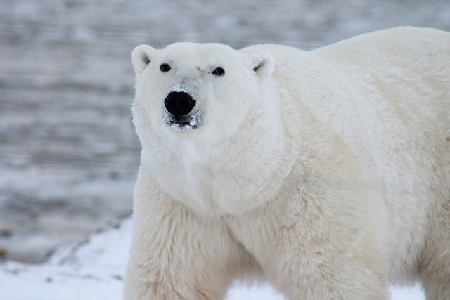 Niedźwiedź polarny na Alasce zaatakował i zabił dwie osoby! Kobietę i chłopca