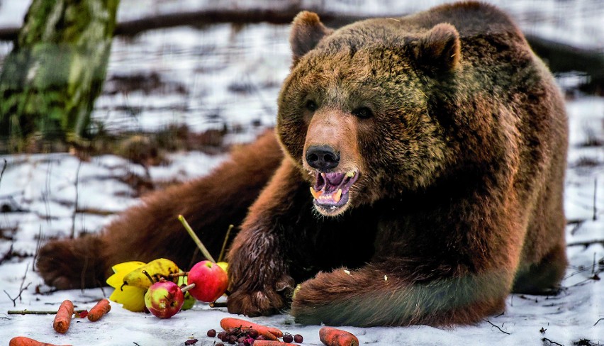 Niedźwiedź Baloo zjada swój tort urodzinowy