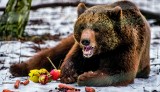 Ciasne klatki czy azyl dla zwierząt - jakie są poznańskie ogrody zoologiczne?