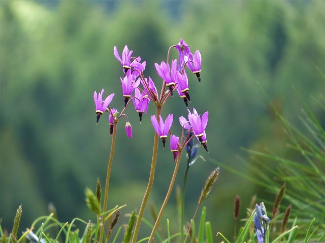 Bożykwiaty bywają nazywane ogrodowymi cyklamenami, ale to zupełnie inny gatunek roślin. Natomiast kształt kwiatów mają podobny.