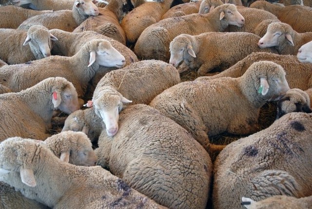 Owce mogą paść ofiarą choroby niebieskiego języka. Nowe przepisy mają sprawić, że będzie łatwiej je chronić