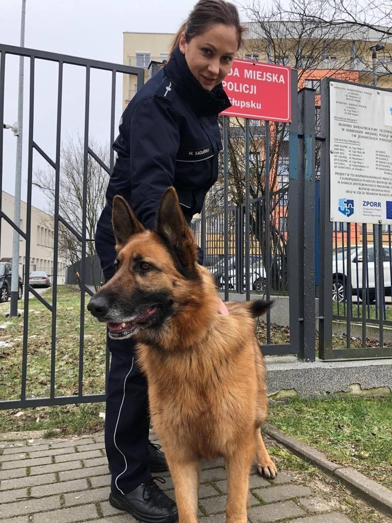 Znaleziona przez policjantów 5-8 letnia suczka w Słupsku...