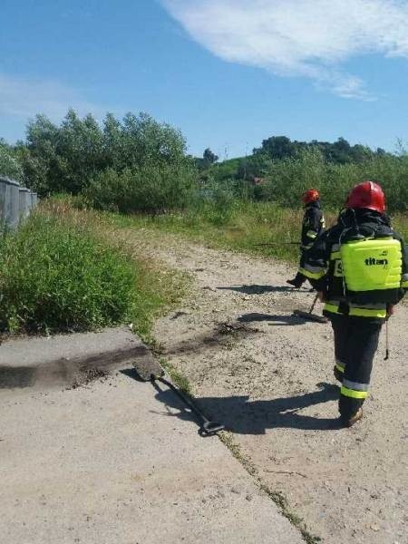 Czarna substancja doprowadziła strażaków w zarośla. Tam...