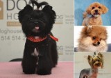 Najpiękniejsze psie fryzury z krakowskich salonów. Zobaczcie te cuda! 29.04