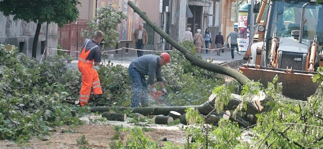 W piątek mieszkańców ulicy Mickiewicza obudził hałas piły. Pracownicy Miejskiego Zarządu Dróg i Komunikacji w Radomiu ścięli kilka drzew.