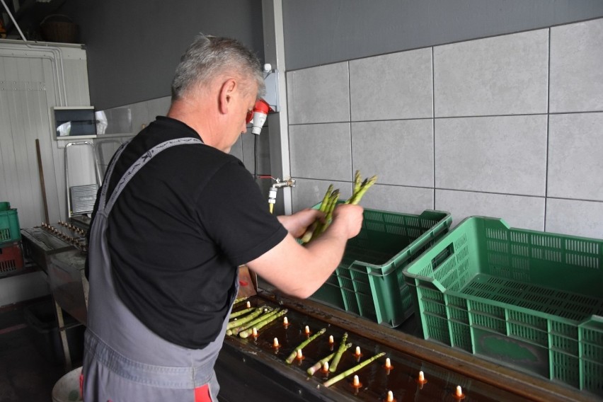 Rozpoczął się sezon na szparagi. Pan Grzegorz z Borui Kościelnej pokazuje krok po kroku, jak wygląda uprawa i zbiory szparagów