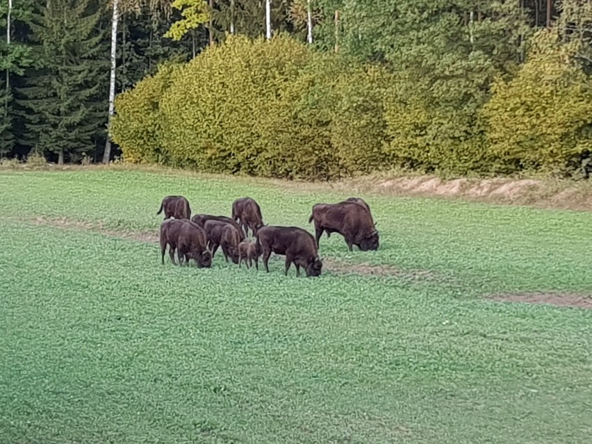 W podlaskim stadzie pojawił się mały żubrzyk (zdjęcia)