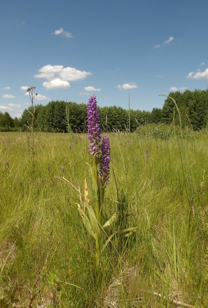 Regionalna Dyrekcja Ochrony Środowiska w Białymstoku stała się właścicielem ziemi.  To cztery działki w pobliżu Wzgórz Sokólskich