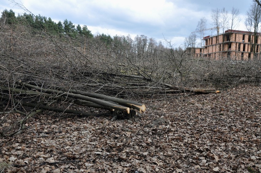 Zamiast ochrony zielonych terenów Lasu Borkowskiego,...