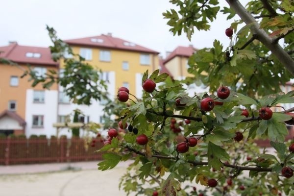 Urzędnicy wymyślili hasło "Białystok - miasto głogów"