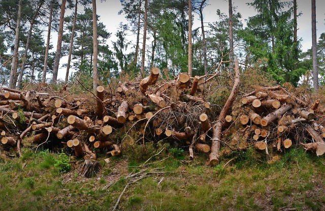 Trzeba mieć zgodę na samodzielne zebranie drewna, ale leśnicy liczą na taką pomoc