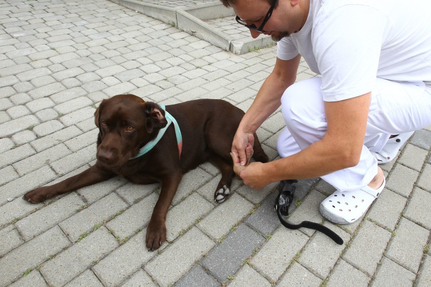 Czekoladowy labrador o słodkim imieniu Trufla to wulkan...