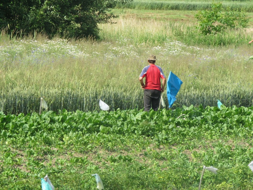 Piotr Stanek pokazuje pole, na którym zasadził ziemniaki. Od...