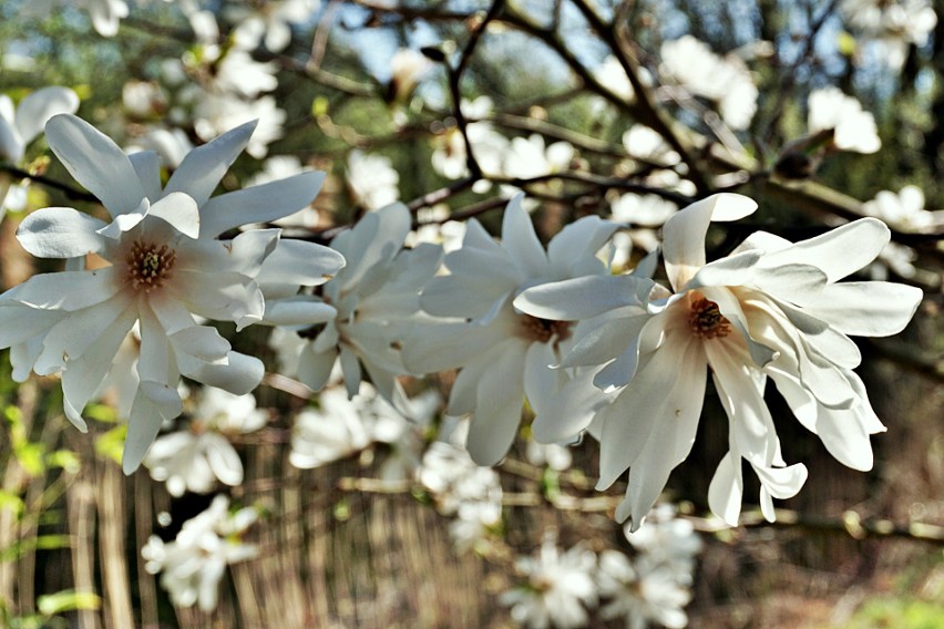 Ogród Botaniczny w Łodzi - ciekawe rośliny i miejsca