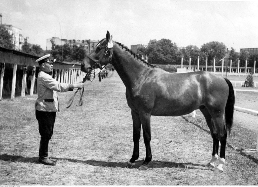 Pokaz koni w Lublinie w 1939 roku na zdjęciach