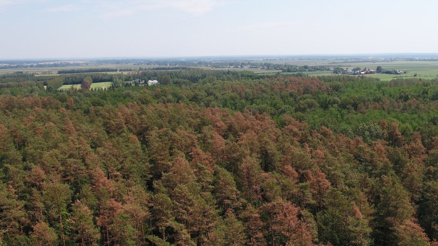 Podkarpackie lasy ucierpiały podczas burz. Fatalne skutki gradobicia. Leśnicy: „Drzewa obumierają na naszych oczach” [ZDJĘCIA]