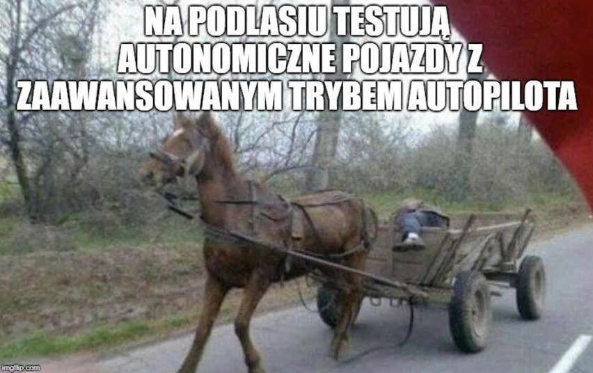 Nowe memy o Podlasiu i Podlasianach. Oto Najśmieszniejsze...