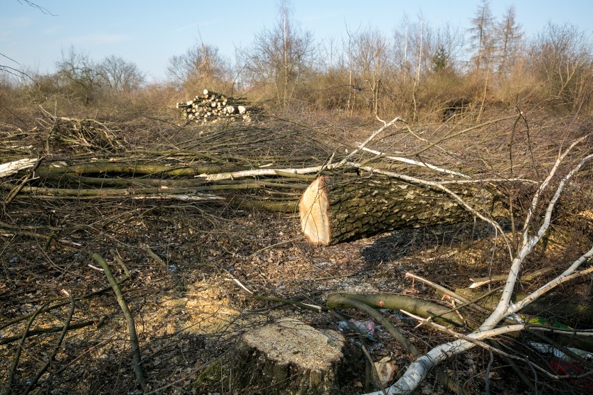 Drzewa, które zostały wycięte przy alei Pokoju dwa lata temu