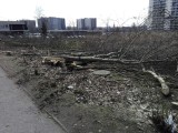 Znów wycinka drzew w Katowicach. Tym razem w Szopienicach i na Tysiącleciu ZDJĘCIA