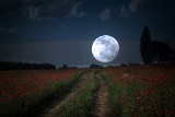 Kalendarz księżycowy ogrodnika na czerwiec 2023 r. Kiedy siać i sadzić zgodnie z fazami Księżyca? Terminy koszenia i robienia przetworów