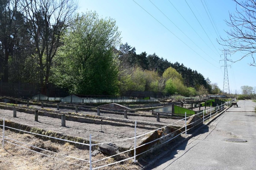 Na tyłach Nowego Zoo powstało pole oraz szklarnie. - W...