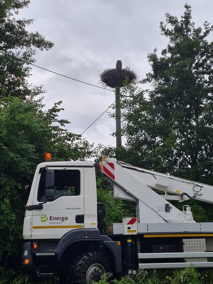 W gminie Pruszcz Gdański trwa akcja obrączkowania młodych bocianów. Ptaków znaleziono blisko 60! [zdjęcia]
