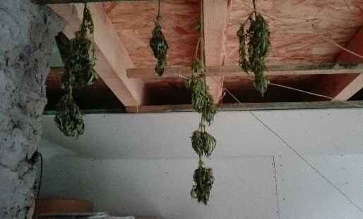 Część marihuany suszyła się w budynku, 5 krzewów rosło w doniczkach w pomieszczeniach mieszkalnych, kolejne 11 rosło nieopodal pomiędzy drzewami owocowymi.