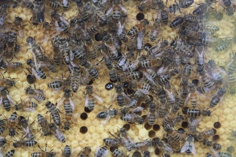 Pszczoły na dachach są dziś w każdym mieście. Pszczelarz Mieczysław Janik mówi o pasiekach na Lubelszczyźnie