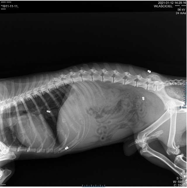 Po prześwietleniu RTG okazało się, że pies miał 5 ran i śrut w ciele