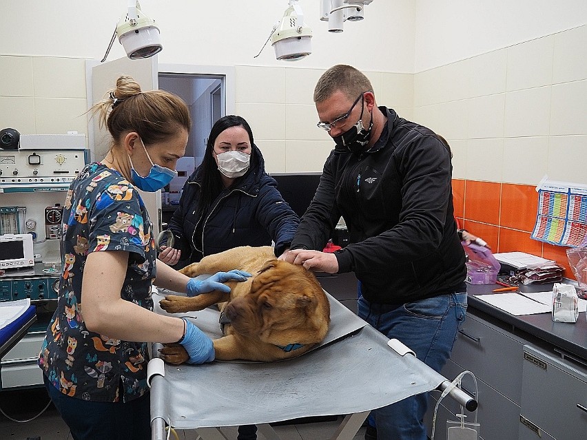 Psy i koty oddawały krew. Niezwykła akcja krwiodawstwa w gabinecie weterynaryjnym na Widzewie