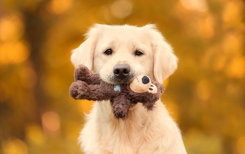 Golden Retriever...