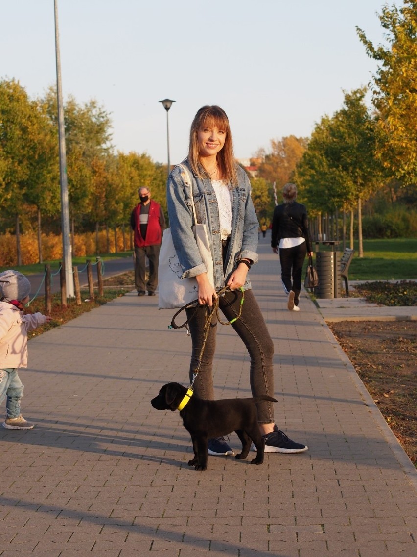 Wolontariusz oswaja psa z miejskim życiem.
