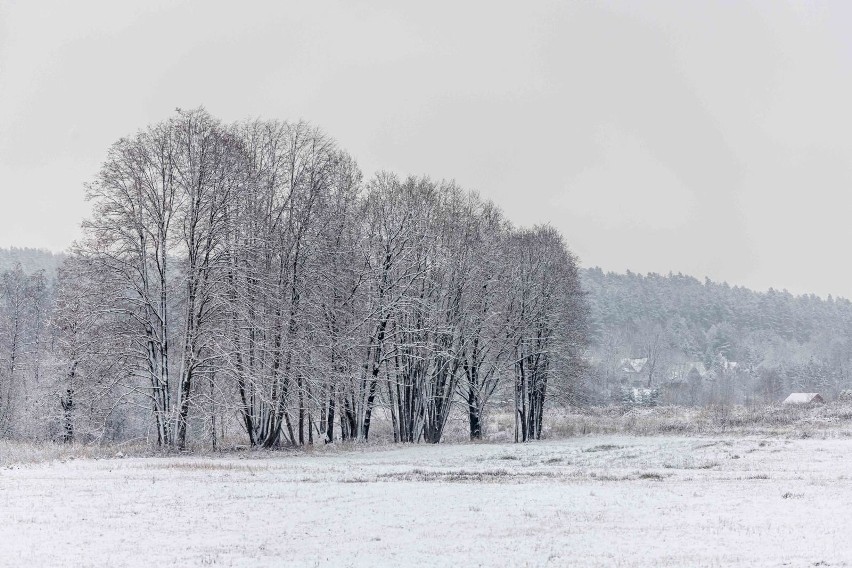 Puszcza Knyszyńska w zimowej scenerii