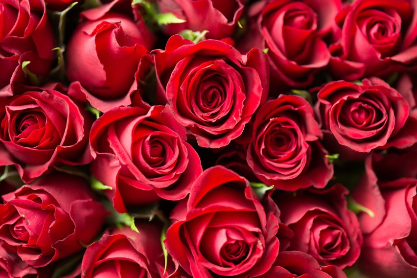 Czerwony kolor róż zarezerwowany jest dla zakochanych....