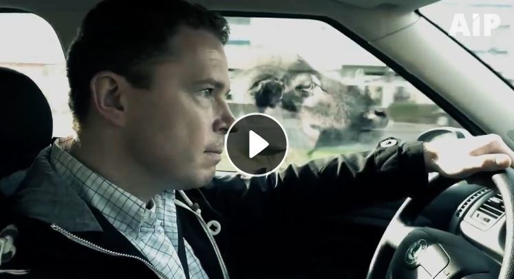 Kampanię "Bezpiecznie na drogach promuje klip "Zwolnij! Nie...
