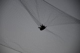 Kolejna noc nietoperzy w Słupsku. Latające ssaki wzbudzają ciekawość [zdjęcia]