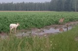 Niezwykłe rzadki biały jelonek pasie się pod Nową Solą [ZDJĘCIA CZYTELNICZKI]