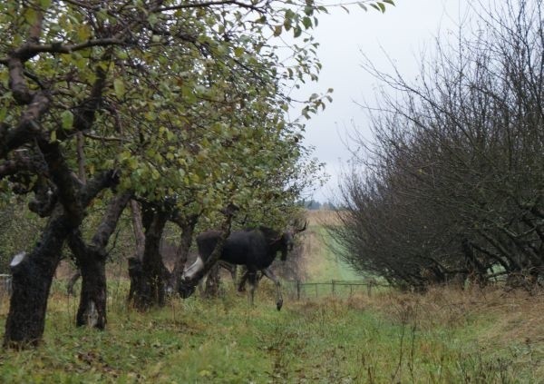 Łoś majestatycznie przechadzał się po Bagnówce