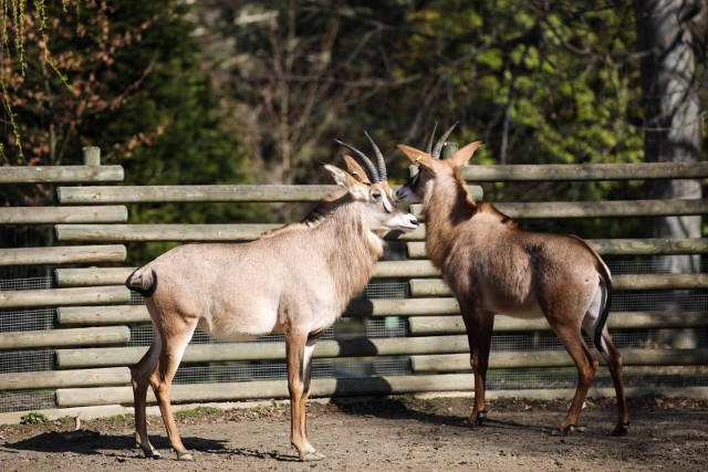 Nowość w krakowskim ogrodzie zoologicznym - antylopowce końskie.  Mają charakterystyczne długie uszy