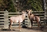 Kraków. Zoo na wiosnę przybywa mieszkańców. Nowy gatunek oraz słodkie maluchy. Zobaczcie zdjęcia!