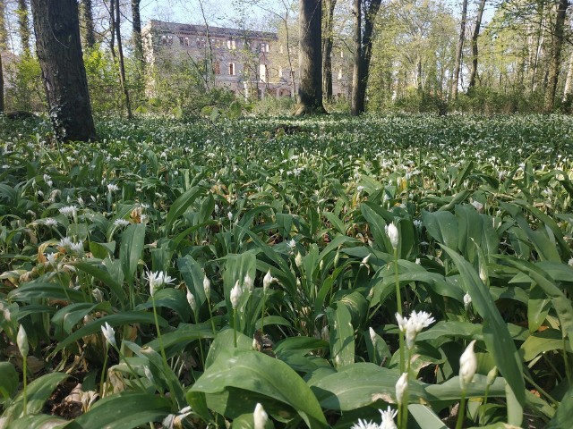 Wreszcie mogliśmy zajrzeć do parku w zielonogórskim Zatoniu. Robi wrażenie, ze właśnie park ten oszałamia również zapachem. Rozpoczął się czas kwitnienia czosnku niedźwiedziego, z którego park słynie. Całość robi już naprawdę rewelacyjne wrażenie. Stanął mur, zrobiono nowe nasadzenia, rozpoczęła się budowa łącznika między pałacem z oranżerią... Az trudno uwierzyć, że jeszcze niedawno były sypiące się ruiny i zapuszczony park. Na razie może lepiej wstrzymać się jeszcze ze spacerami, gdyż praca wre, ale już wkrótce...Tak wyglądały pałac i park w ZatoniuPark w Zatoniu zawdzięczamy księżnej Dino