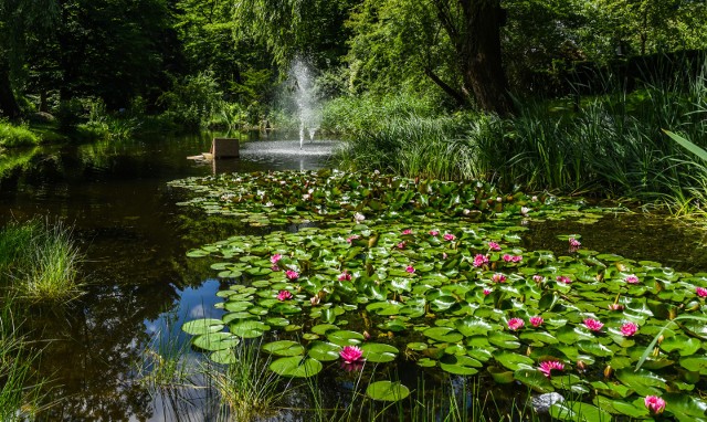 27.06.2017 bydgoszcz parki w bydgoszczy park ogrod botaniczny fot.dariusz bloch/polska press