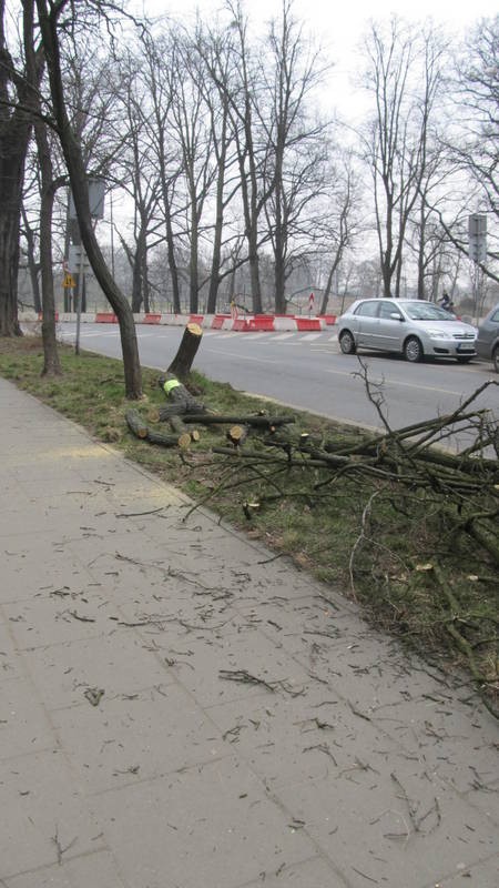 Wrocław: Wypadek na objeździe Curie-Skłodowskiej. Koło Politechniki ciężarówka uderzyła w drzewo