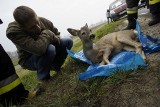 Murowana Goślina: Potrącona sarna doczekała się pomocy [ZDJĘCIA]