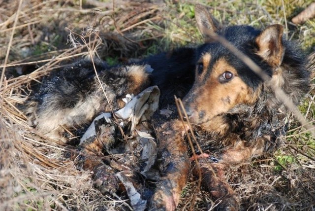 Pies oblepiony smołą i przyklejony do podłoża leżał w rowie przy drodze w Warce. 