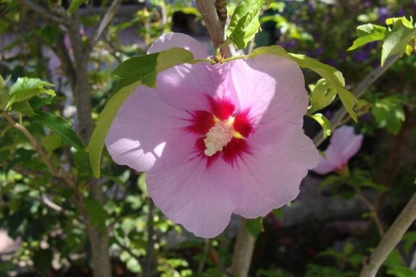 Hibiskusy występują w kilku odmianach i bardzo wielu...