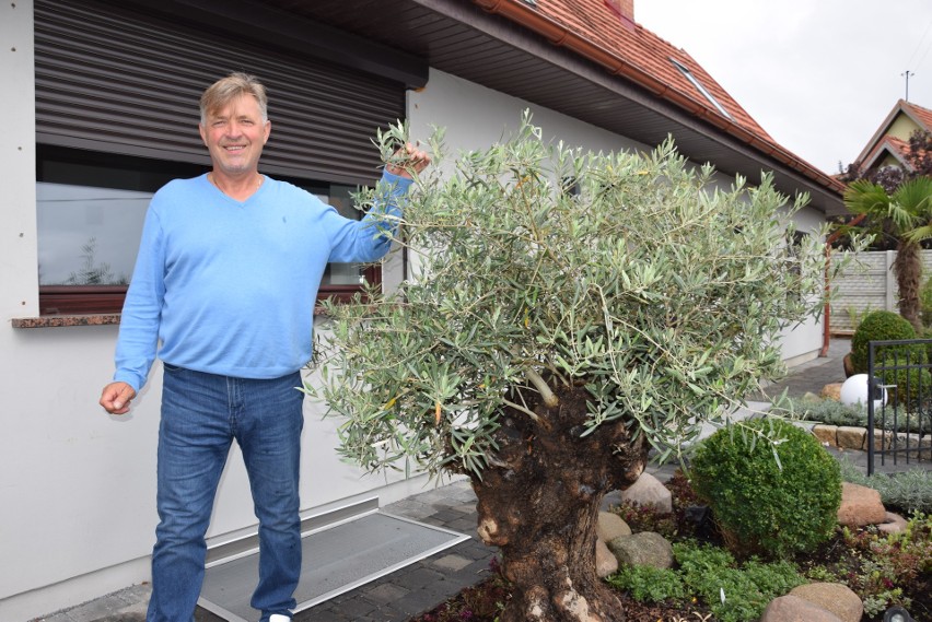 Mamy modę na egzotyczne rośliny. W Prudniku powstaje plantacja oliwek, na rynku w Otmuchowie i Nysie rosną palmy 