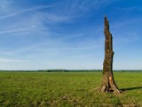 Ciekawy sposób na usychające drzewa