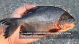 Egzotyczna ryba w Bałtyku - "Obcinacz jąder" sieje postrach